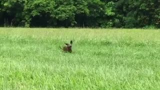 Small brown dog running in grass field