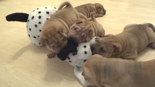 Cachorros de Shar Pei adoran a su nuevo juguete Dálmata