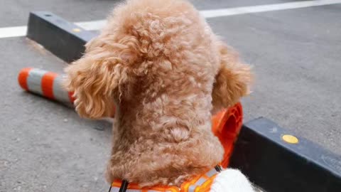 Puppy looking in the snow(1)