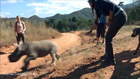 LOOK A CUTE FUNNY BABY RHINO CHARGING