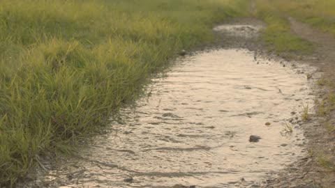 Tracking Shot of Dog Playing In Puddle