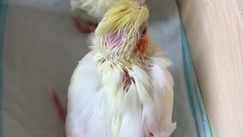 Two little parrots pecking each other's heads and losing all their hair