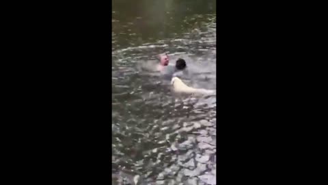 Adorable dog save his master from the water