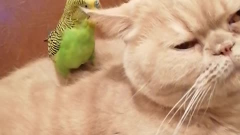 Кот и птица, милые животные #82