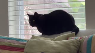 Adopting a Cat from a Shelter Vlog - Cute Precious Piper Enjoys the Living Room