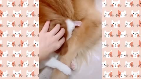 Funny cat