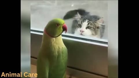 Funny Pat's video 😂 comedy cat 😺