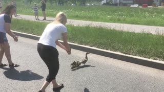 People Stop Highway Traffic to Help Duck Family Cross the Road