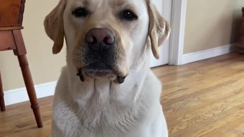 WHY ARE YOU STARING AT ME BUDDY? - FUNNY LABRADOR RETRIEVER - BUDDY #10 VIDEO!