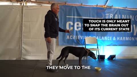 How To Teach Your Dog to Ignore Food! (With Cesar Millan)