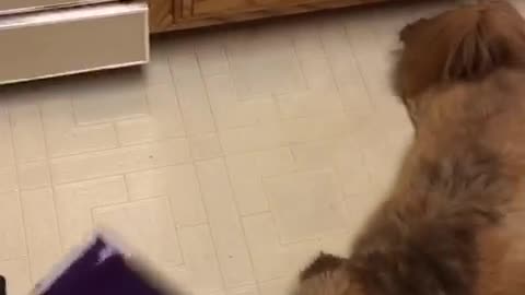 Brown dog tries to bite purple swiffer on linoleum