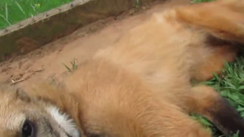Rescued Maned Wolf gets belly scratches