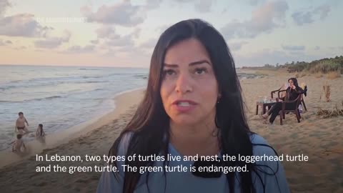 Baby sea turtles released from South Lebanon into Mediterranean sea as hatching season starts.mp4
