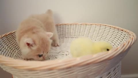 Kittens walk with a tiny chicken