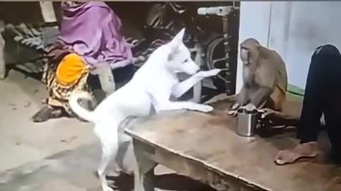 Funny Cat And Dog