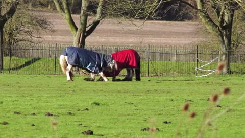 Funny donkey! Two friends miss each others