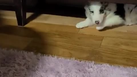 A puppy playing around with his brothers!