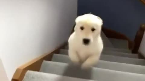 The dog climbs stairs quickly with strength and agility. Very enjoyable