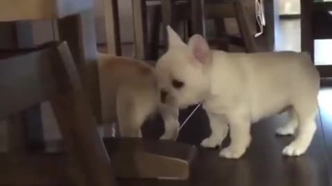 French Bulldog's puppy compilation will melt your heart