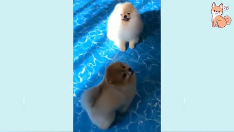 Angry - Funny Dogs of TikTok 😮 - angry Pet videos