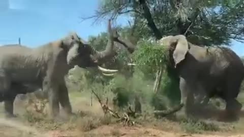The Biggest Elephant Fight- Trending