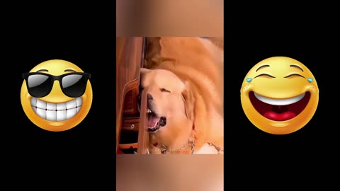 FUNNY DOG