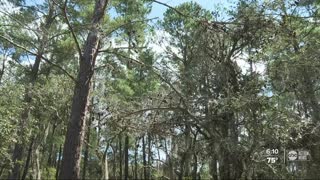 $2 million still needed to preserve 'last piece of paradise' in Pinellas County