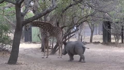 Baby Rhino Got Kicked On The Head by a Giraffe