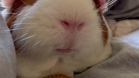 guine pig cute pet