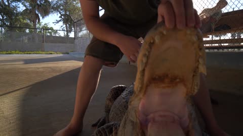 Close Up, Wrangling an Alligator, Slow Motion