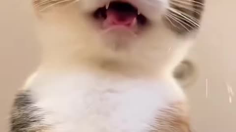 Funny cats video