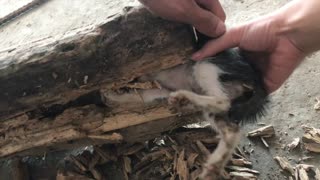 Kitten Stuck Head First in Hollow Log