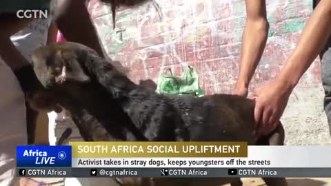 South African takes in stray dogs, keeps youngsters off the streets_Cut.mp4