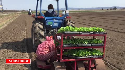 Beautiful Chinese Cabbage Farm and Harvest in Japan - Japan Agriculture Technology