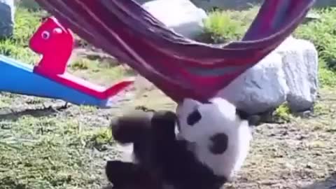 Panda 🐼 funny work