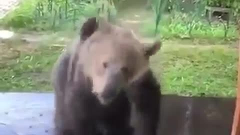 Watch this Bear taking a bath. REALLY FUNNY