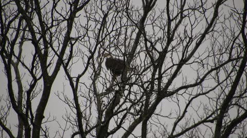 Bald Eagle in a tree on a rainy Sunday morning