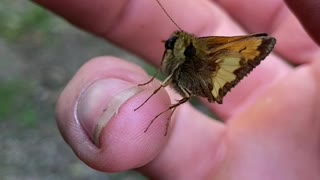 Butterfly in hand