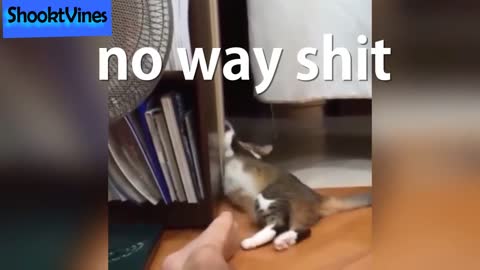 Funny cats reaction when sniffing feet