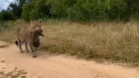Leopard carry her baby