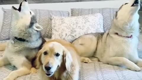 I Love Pets - Funny Pets Video Clips #Funny Pets