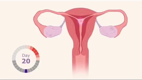 How the menstrual cycle works