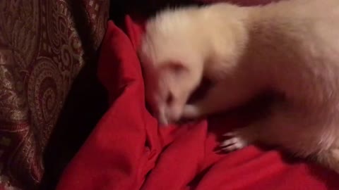 Snowball encounters the bed monster