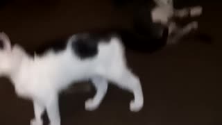 Kittens at play