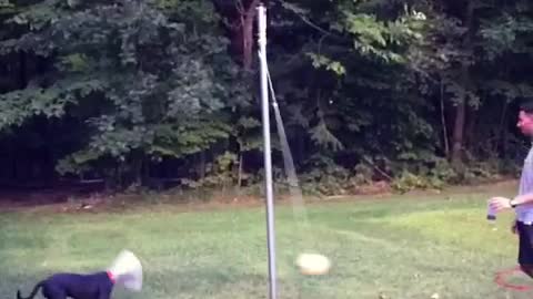 Man plays tetherball with black dog in cone