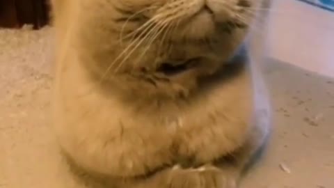 Funniest cat video ! Funny Video