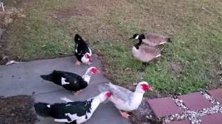 Our family of Ducks want there snack.