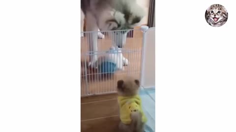 Monkey, duck,cat, dog, parrot all funny videos 😂