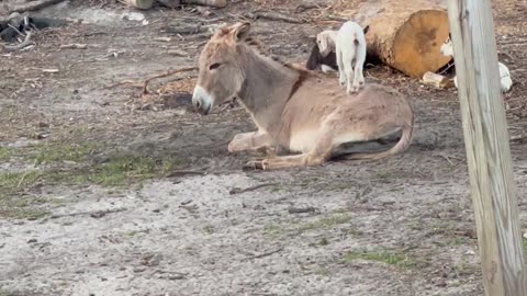 Young Goat Plays On Donkey Jungle Gym