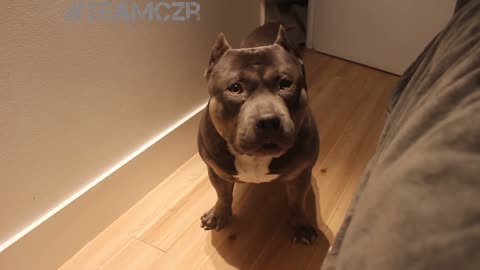 Cute talking dog. American bullies are so smart!